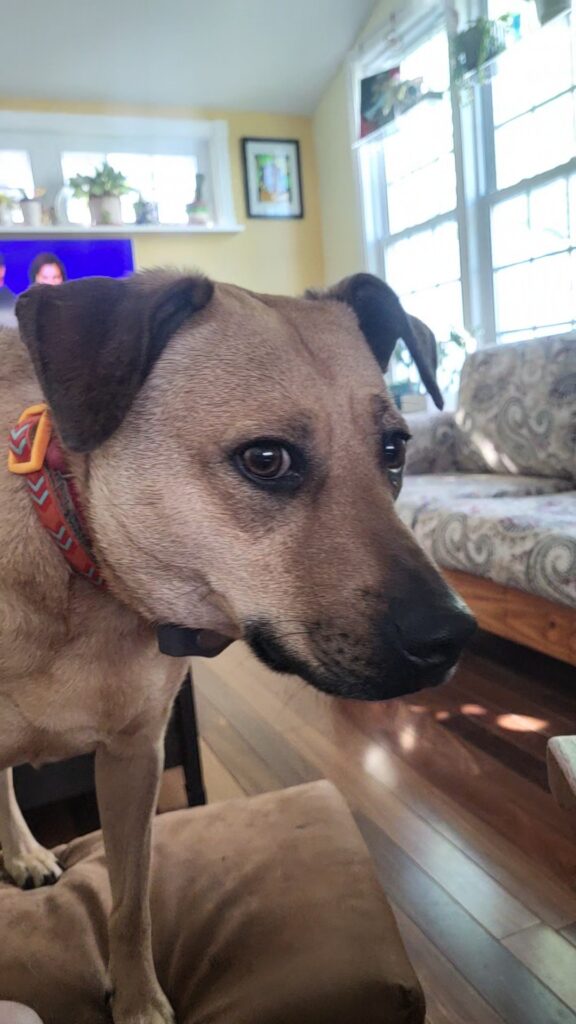 Lucy, one of the Thrill of the Gather dogs, has a way of letting me know exactly what she wants. One day, what I thought was a request for a treat turned out to be a request to turn on the TV.